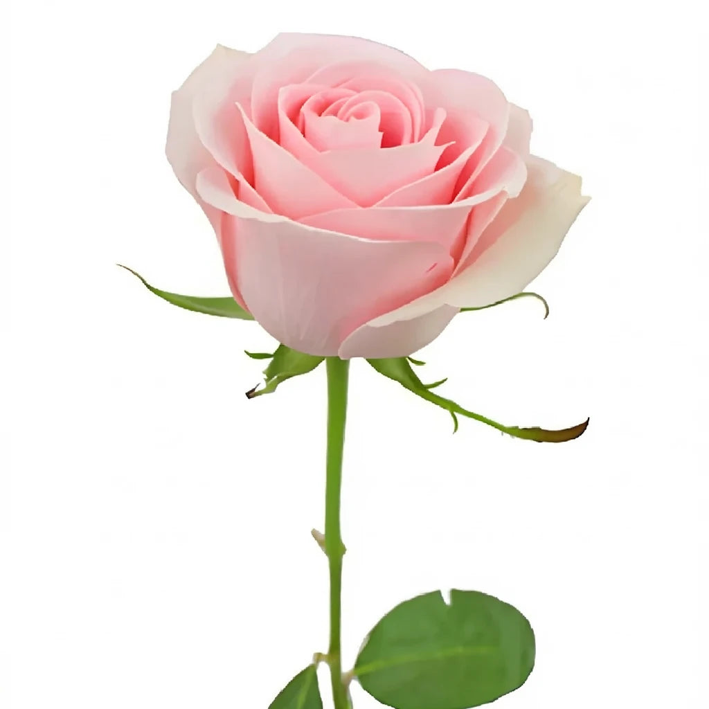 Luciana Roses Standard - alternative 3