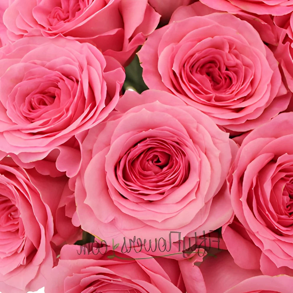 Martina Pink Roses Standard - alternative 3