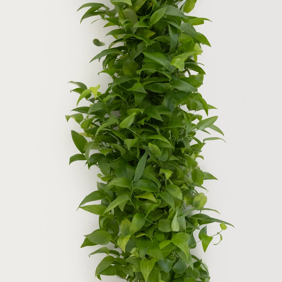 Smilax Garland - alternative 2