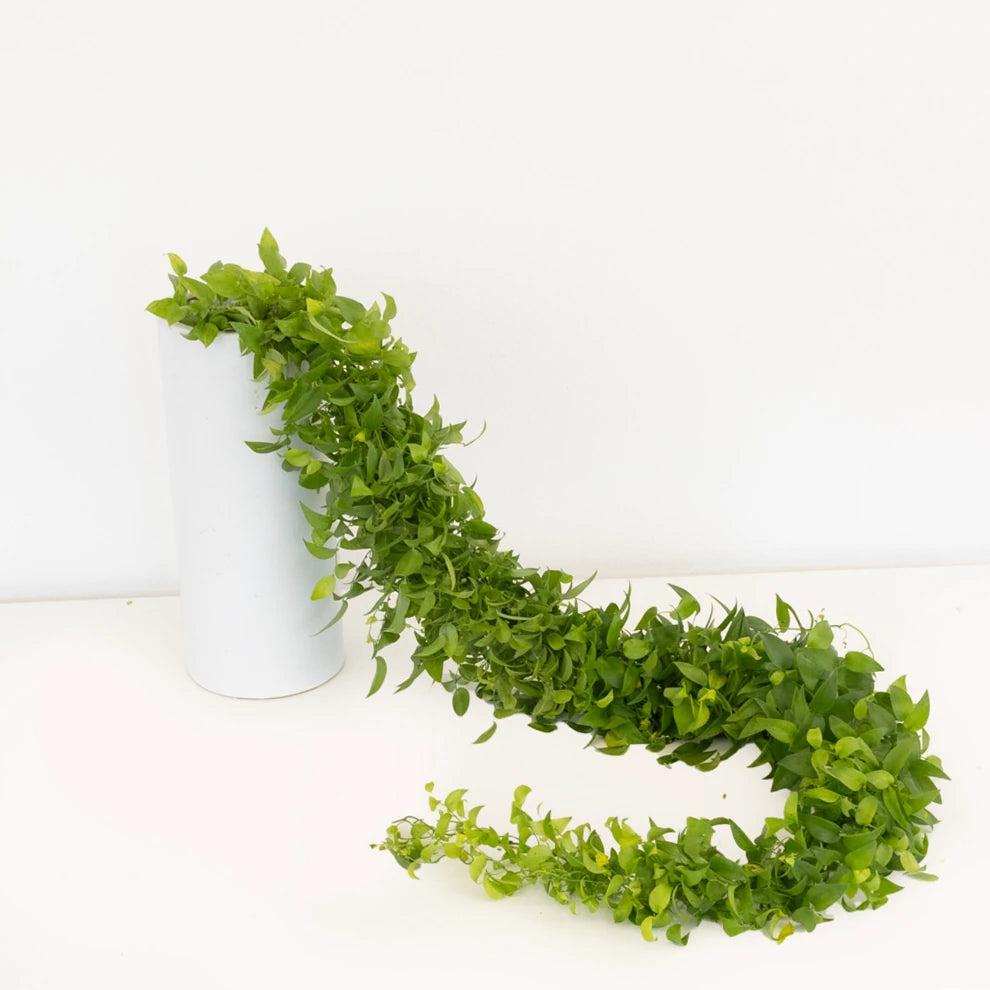Smilax Garland - alternative 1