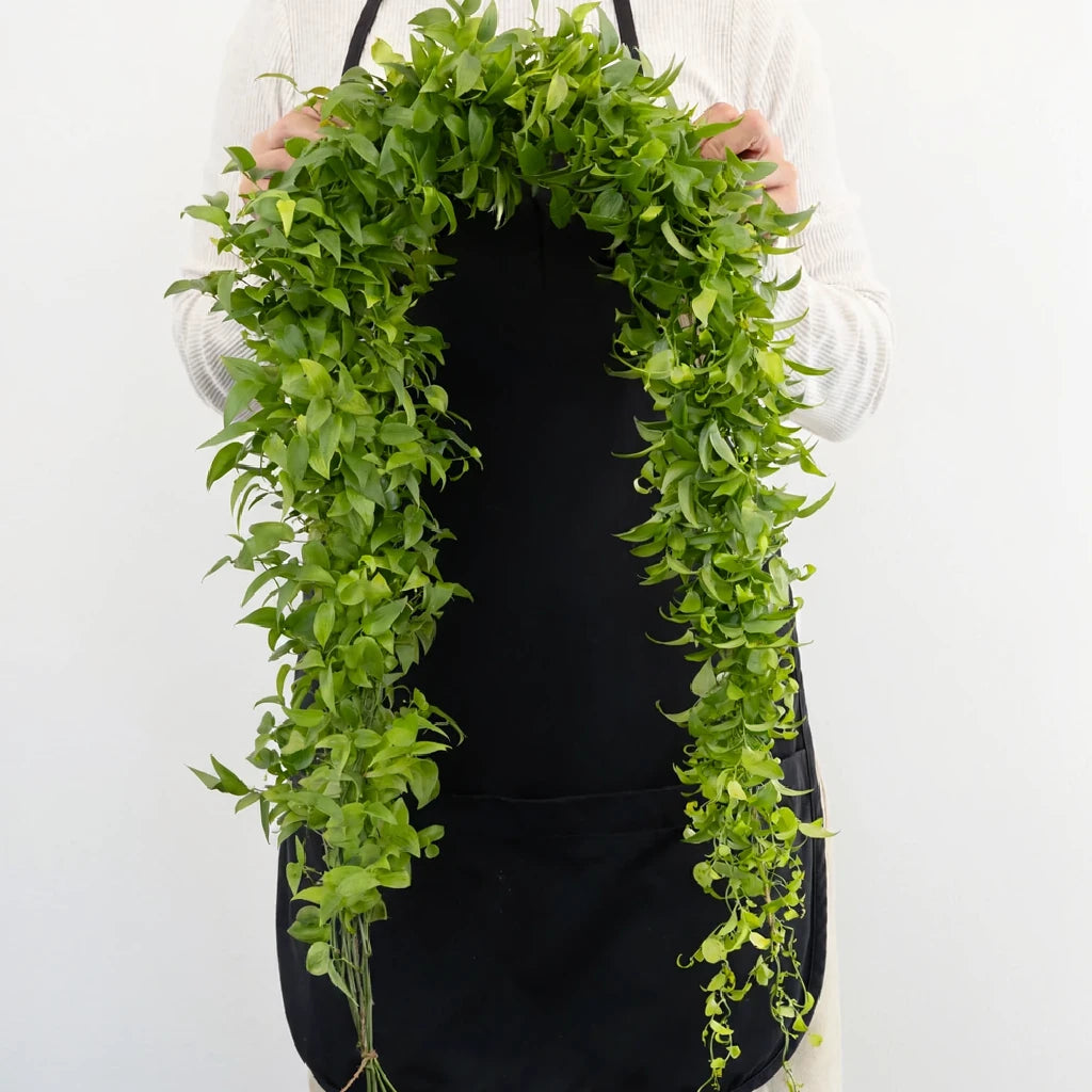 Smilax Garland - main