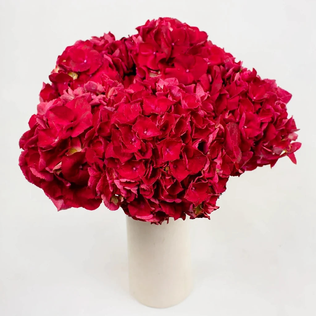 Trophy Hydrangeas - alternative 1