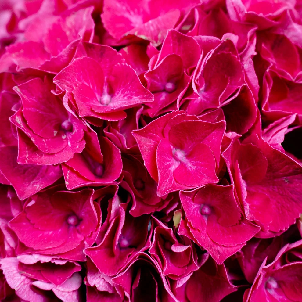 Trophy Hydrangeas - alternative 2