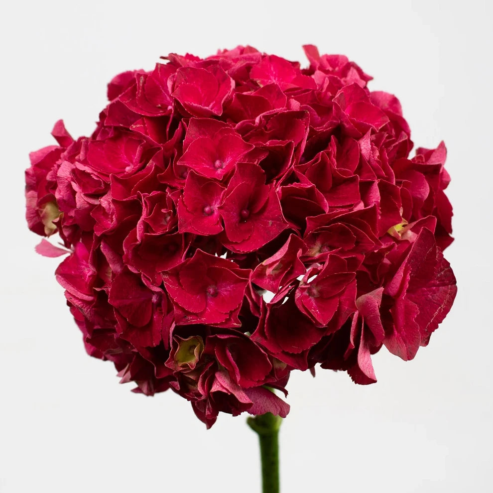 Trophy Hydrangeas - main