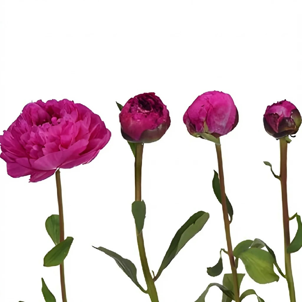 Blush Lilies Oriental - alternative 1