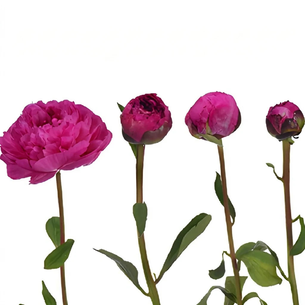 Cream Peonies - alternative 4