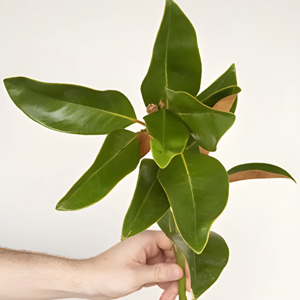 Magnolia Greenery - main