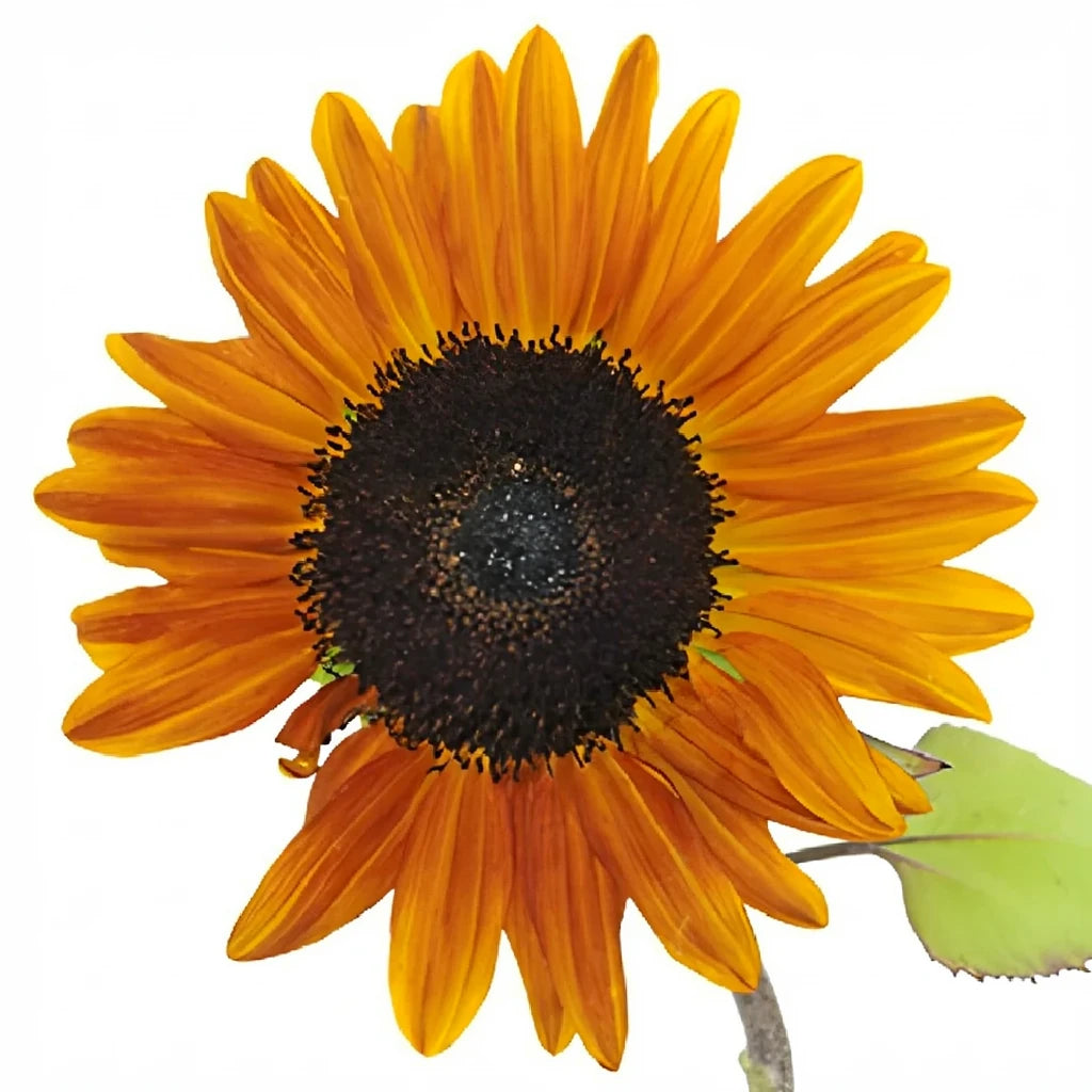 Mahogany Sunflowers - alternative 3
