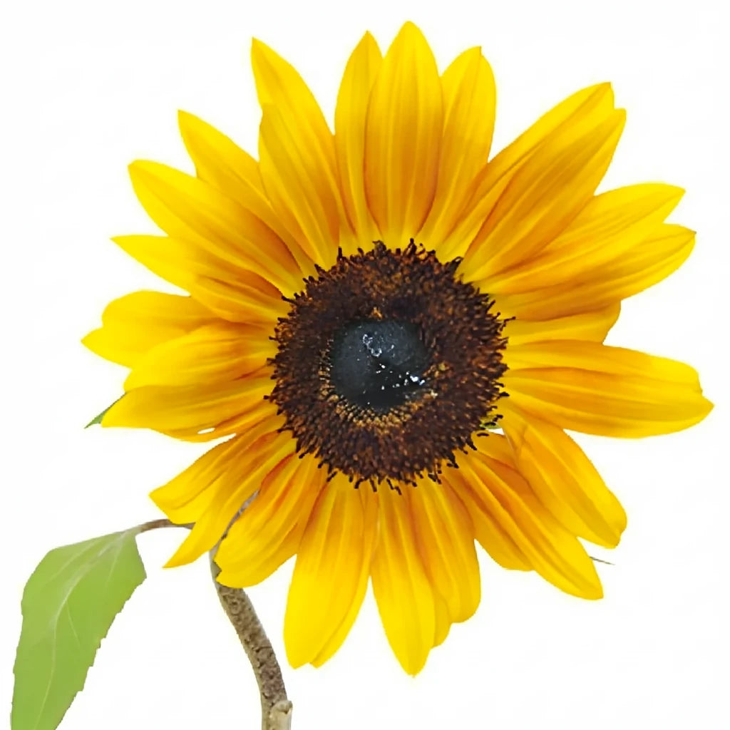 Ring of Fire Sunflowers - alternative 4