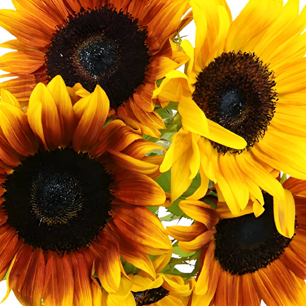 Mahogany Sunflowers - alternative 4