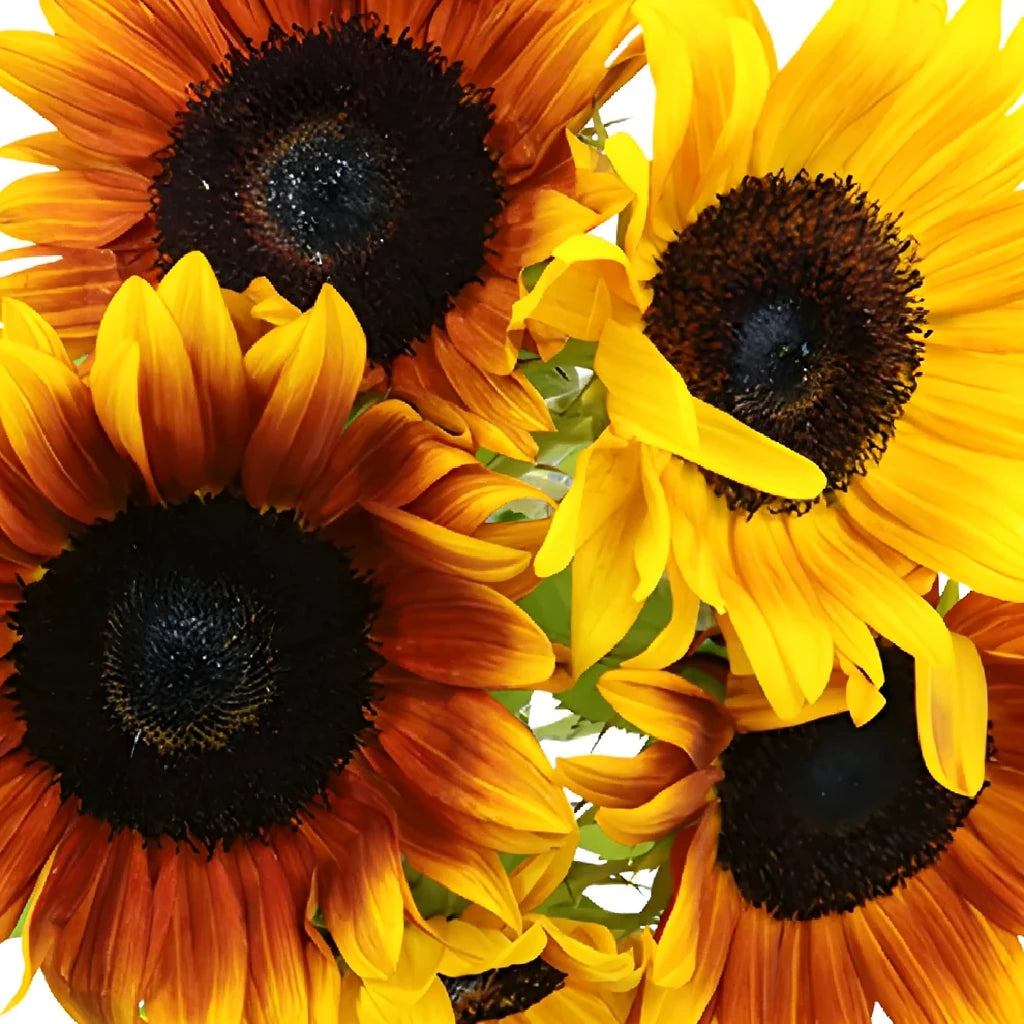Ring of Fire Sunflowers - alternative 2