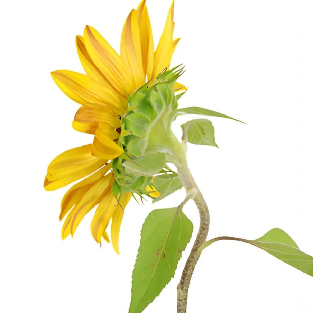Ring of Fire Sunflowers - alternative 5