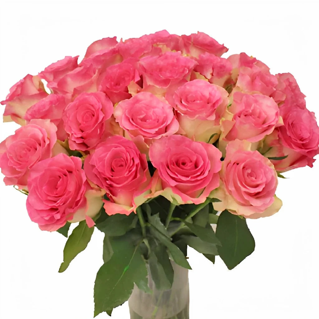 Malibu Roses Standard - alternative 3
