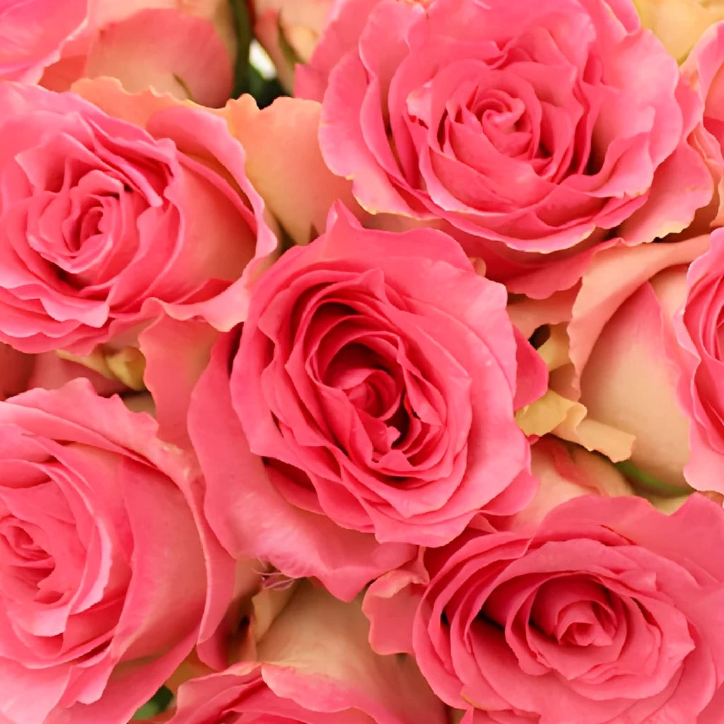 Malibu Roses Standard - alternative 2