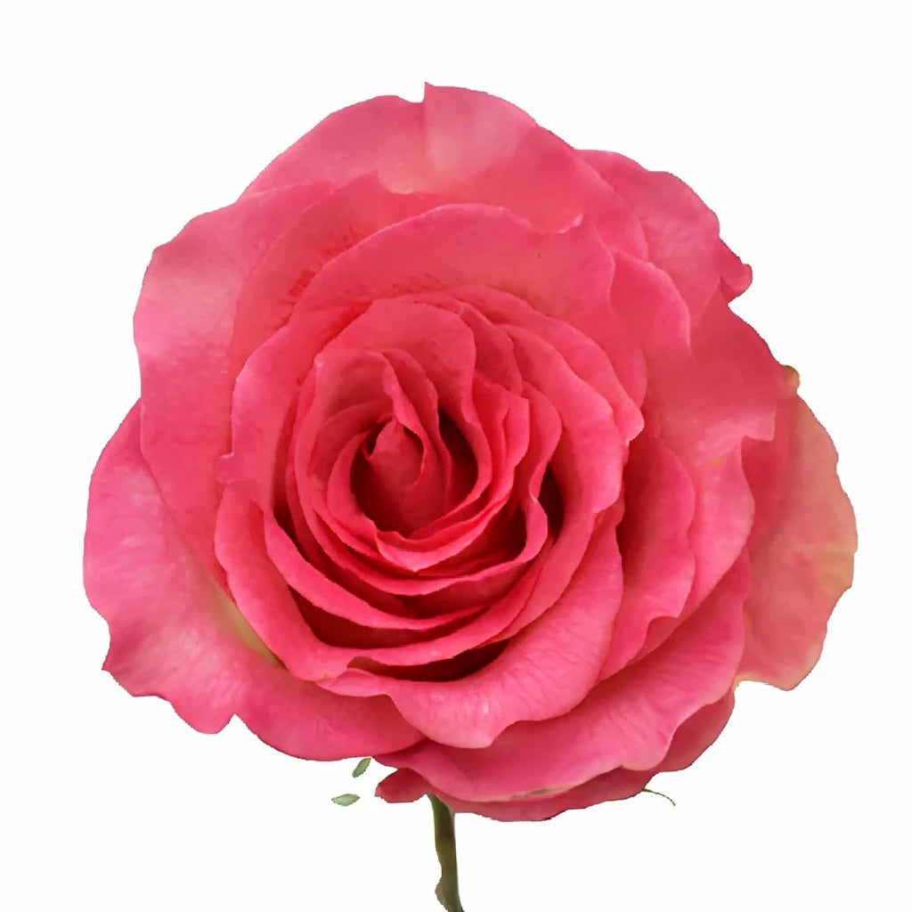 Malibu Roses Standard - alternative 1