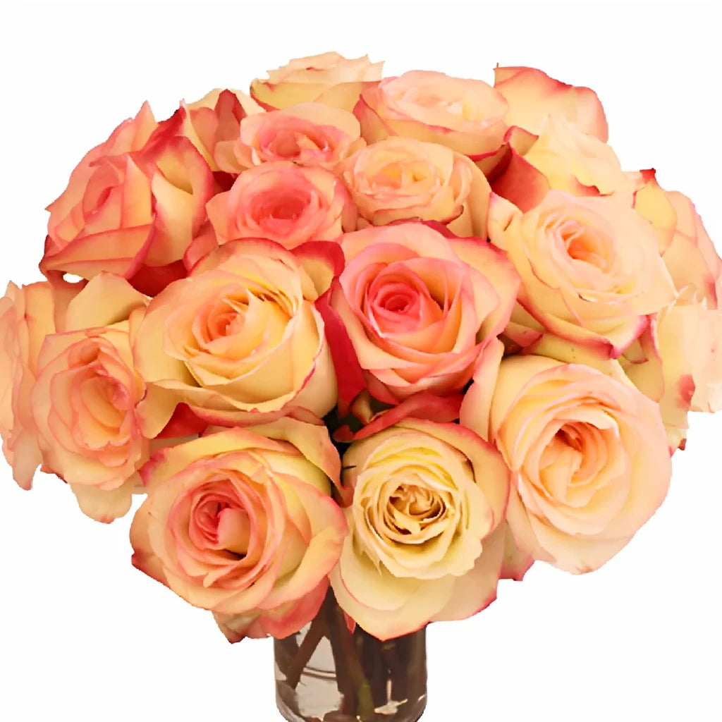 Malu Roses Standard - alternative 3