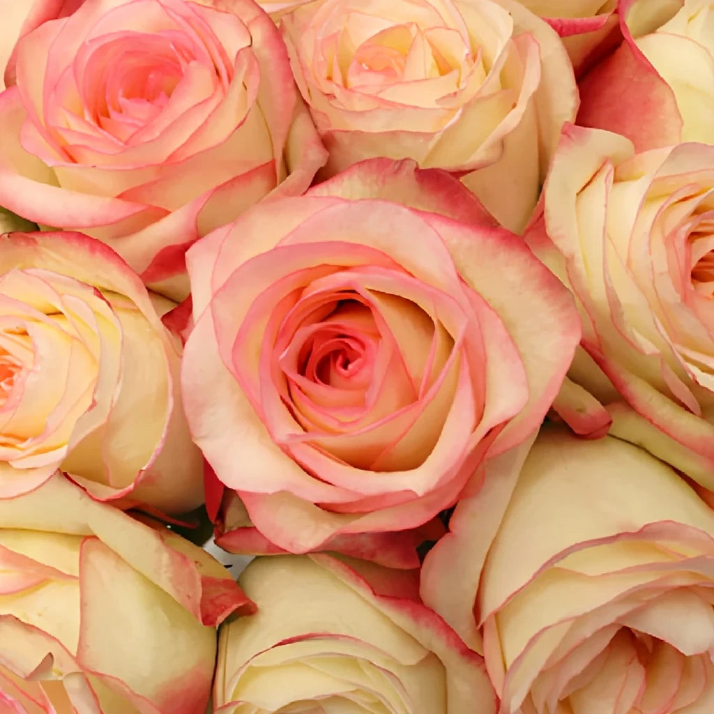 Malu Roses Standard - alternative 1