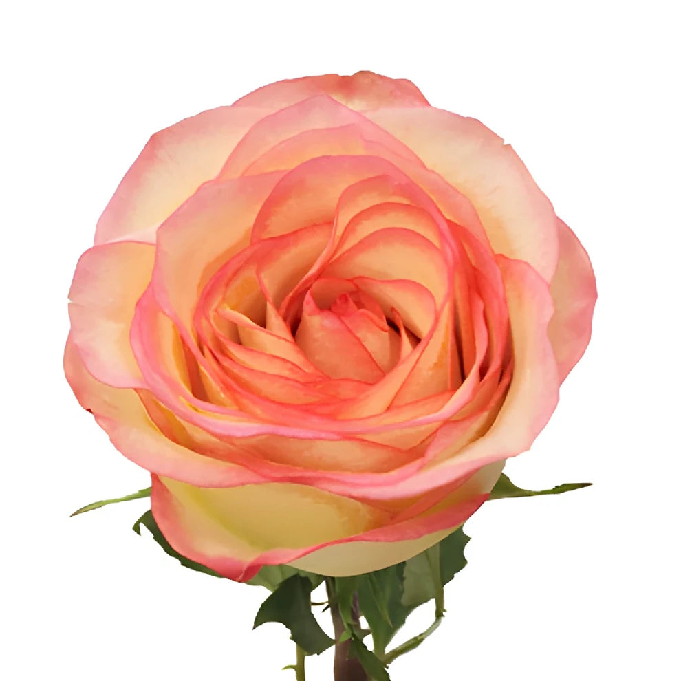 Malu Roses Standard - main