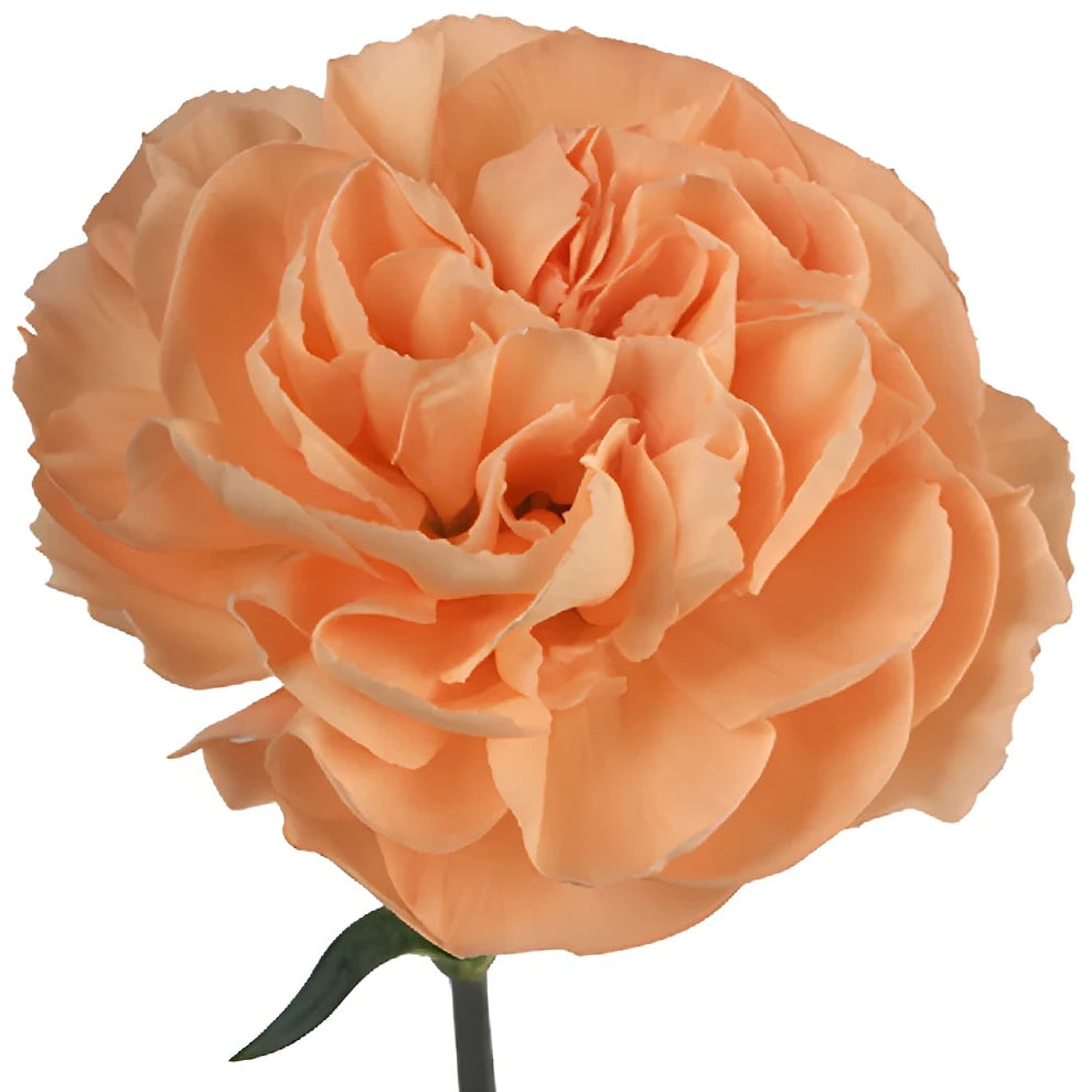 Peach Carnations - main