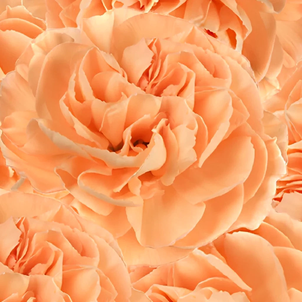 Peach Carnations Mini - alternative 1