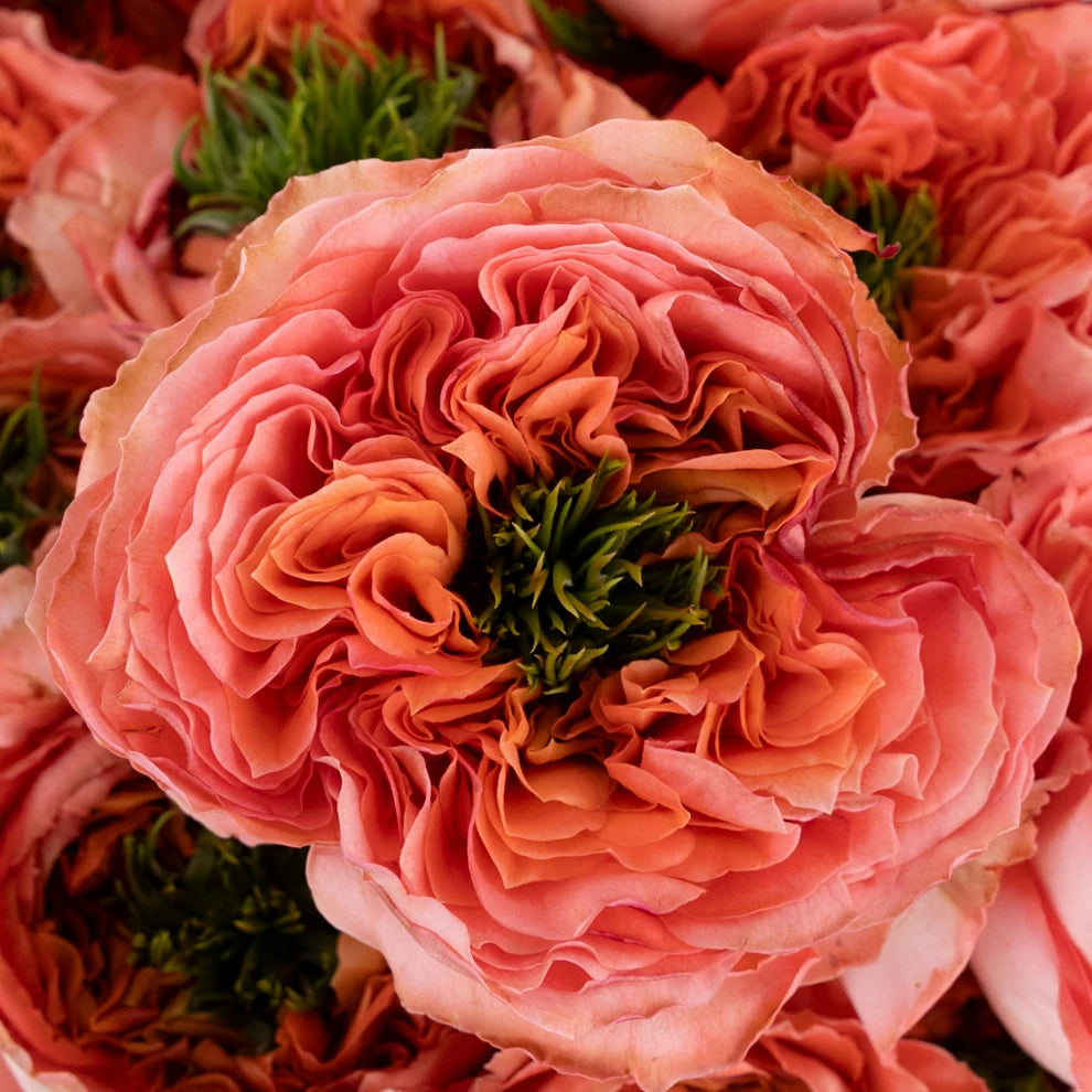 Mandarin Roses Garden - alternative 1
