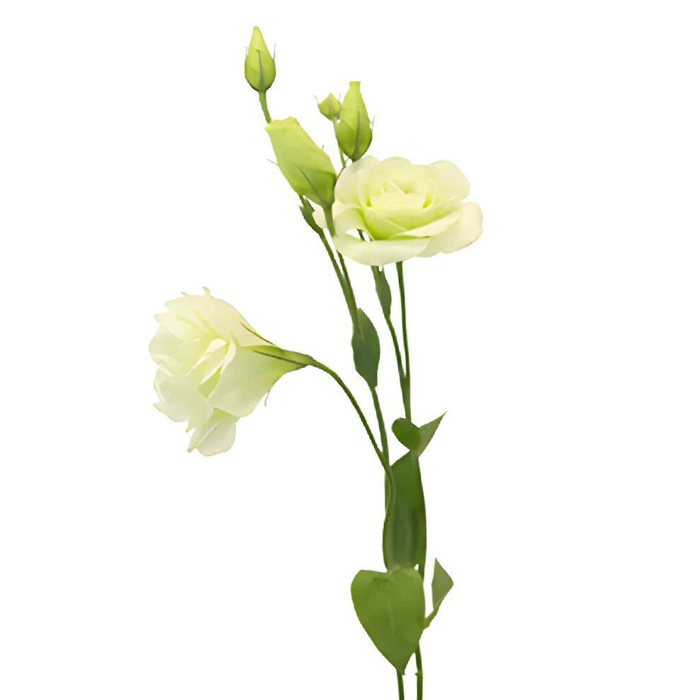 Green Lisianthus - alternative 1