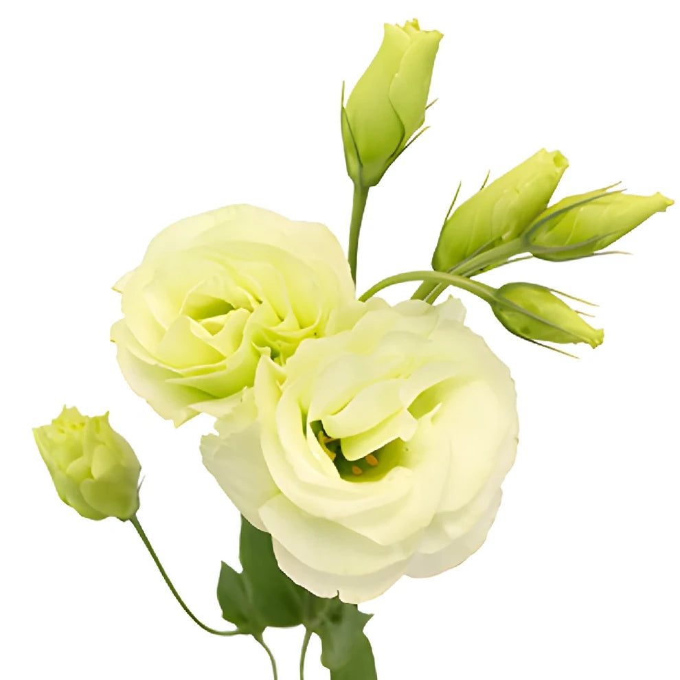 Green Lisianthus - main