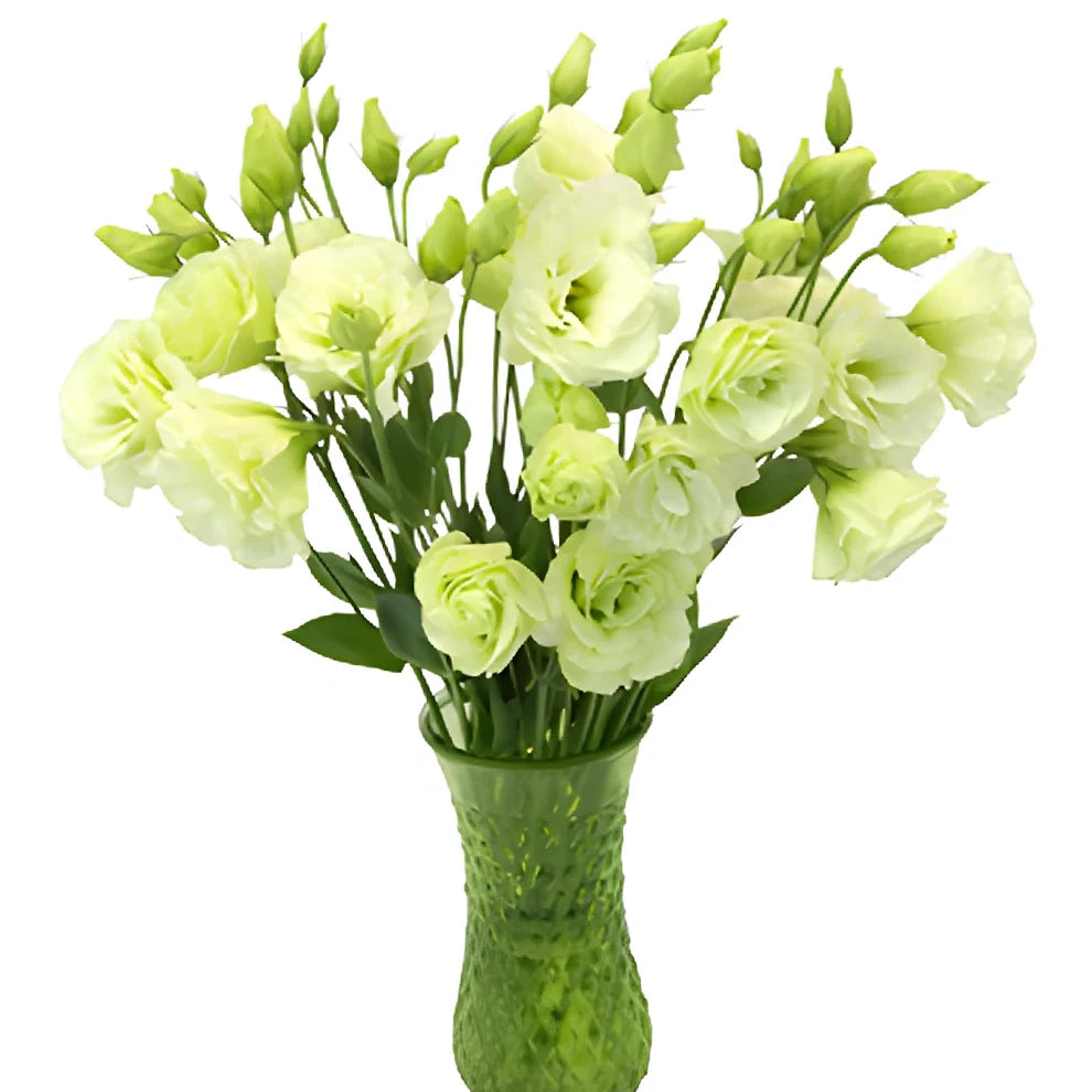 Green Lisianthus - alternative 3