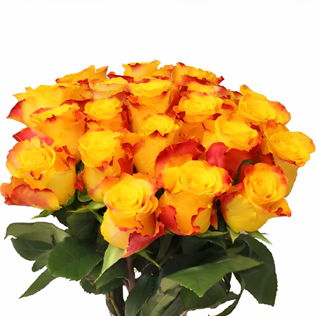 Marie Claire Roses Standard - alternative 4