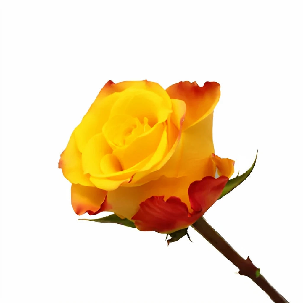 Marie Claire Roses Standard - alternative 3