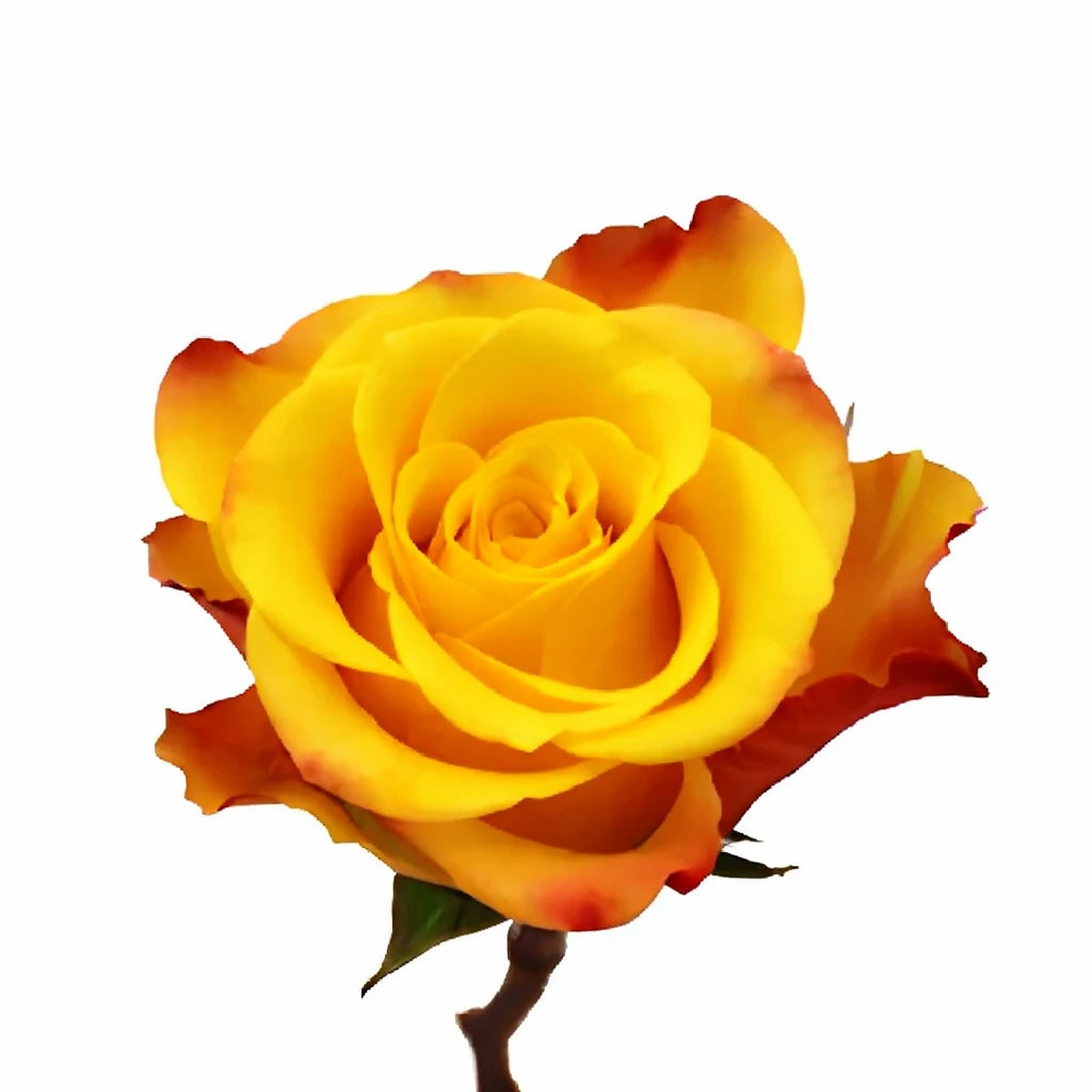 Marie Claire Roses Standard - main