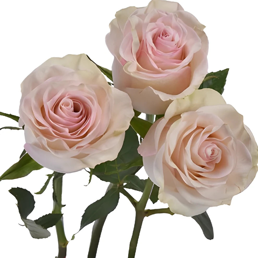 Marzipan Roses Standard - alternative 1
