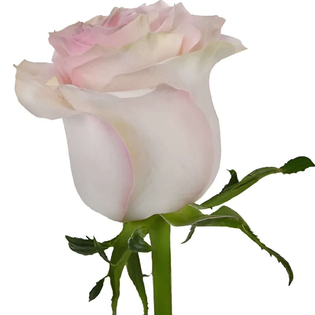 Marzipan Roses Standard - main