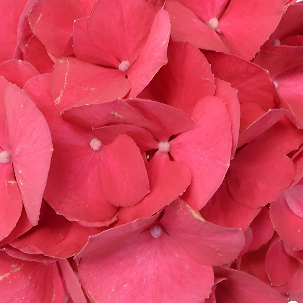 Pink Hot Hydrangeas - alternative 2