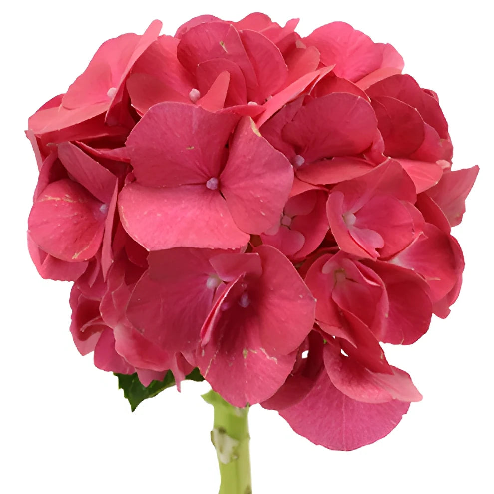 Pink Hot Hydrangeas - main