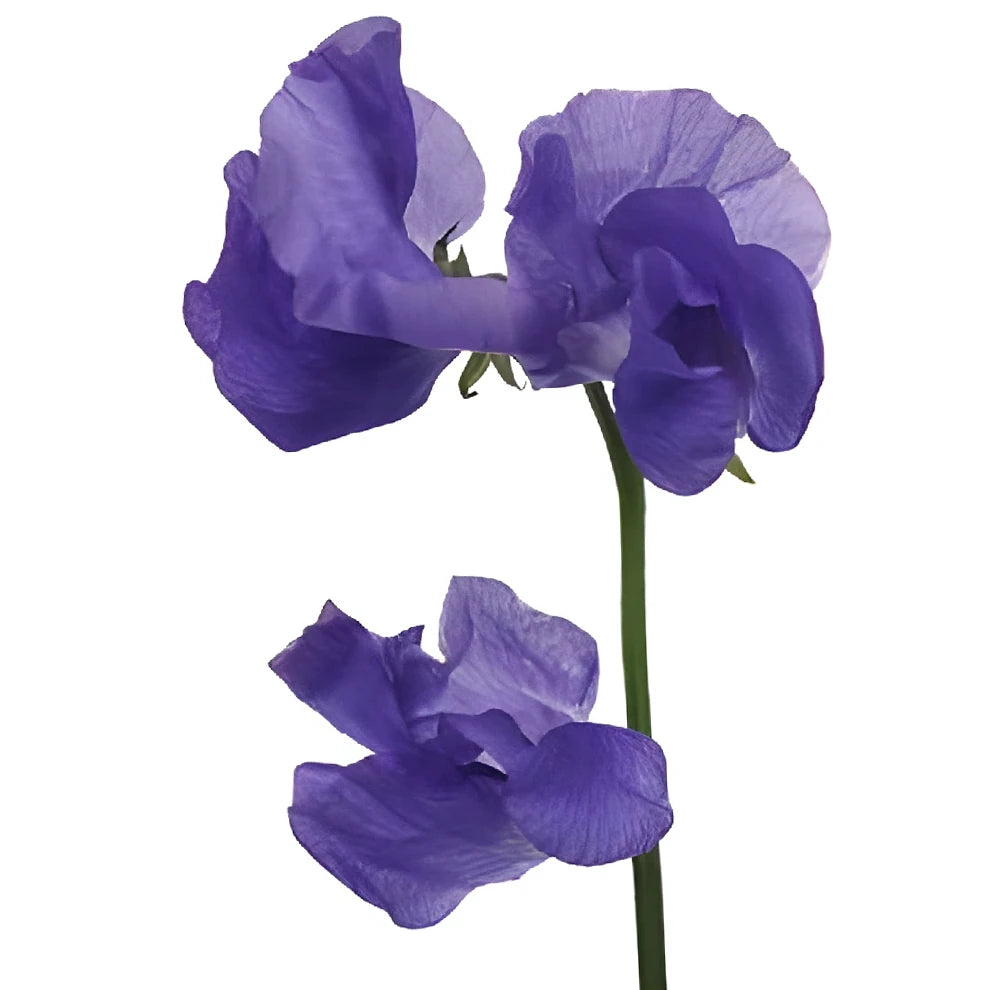 Purple Sweet Peas - main