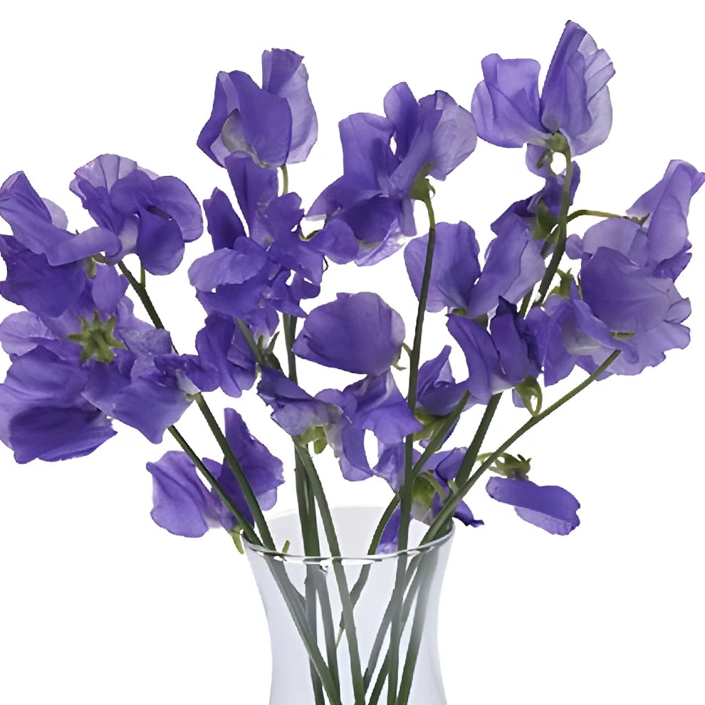 Purple Sweet Peas - alternative 1