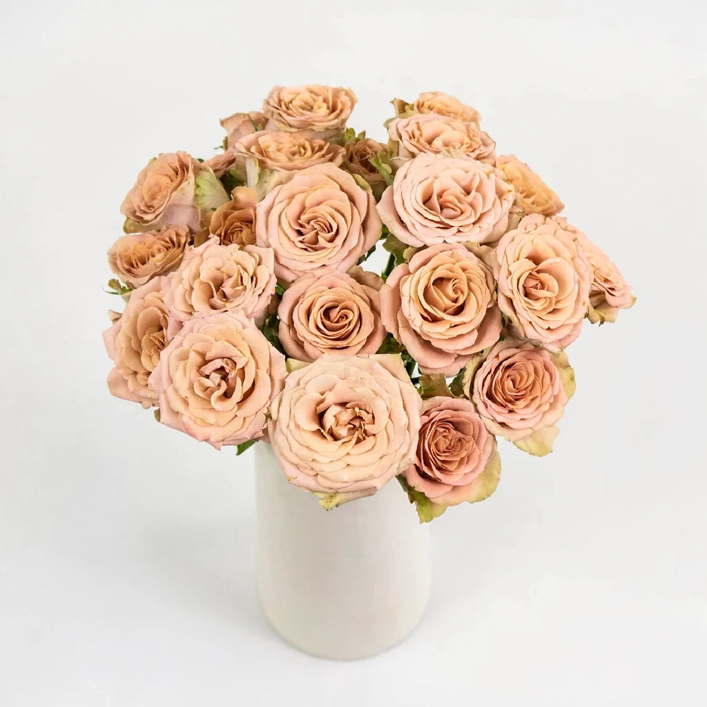 Mocca Roses Garden - main