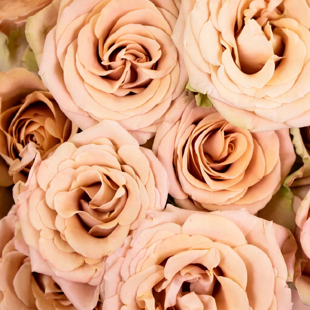 Magic Mocca Roses Garden Spray - alternative 1