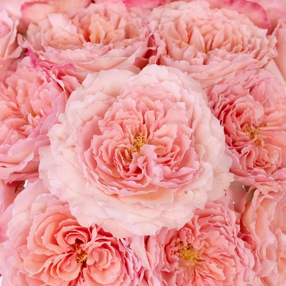 Mayra's Pink Roses Garden - alternative 2
