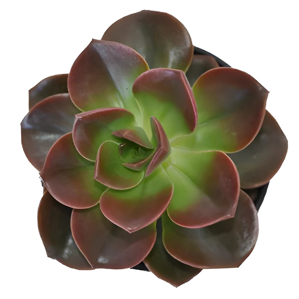 Red Succulents - alternative 1
