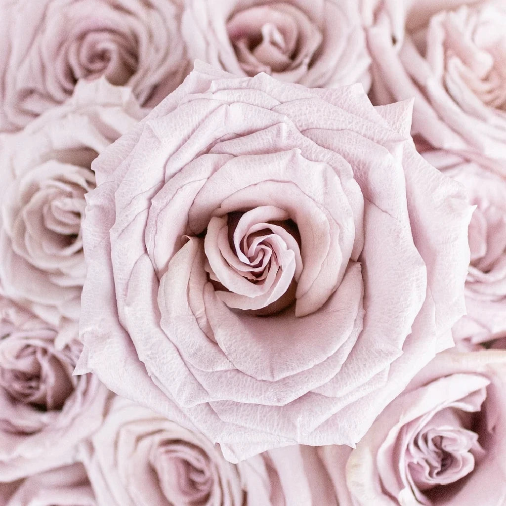 Menta Roses Standard - main