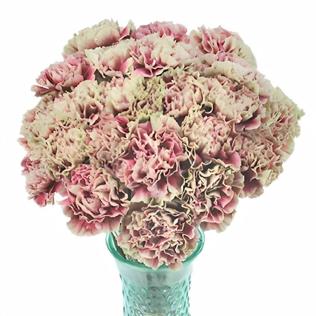 Antigua Carnations - alternative 3