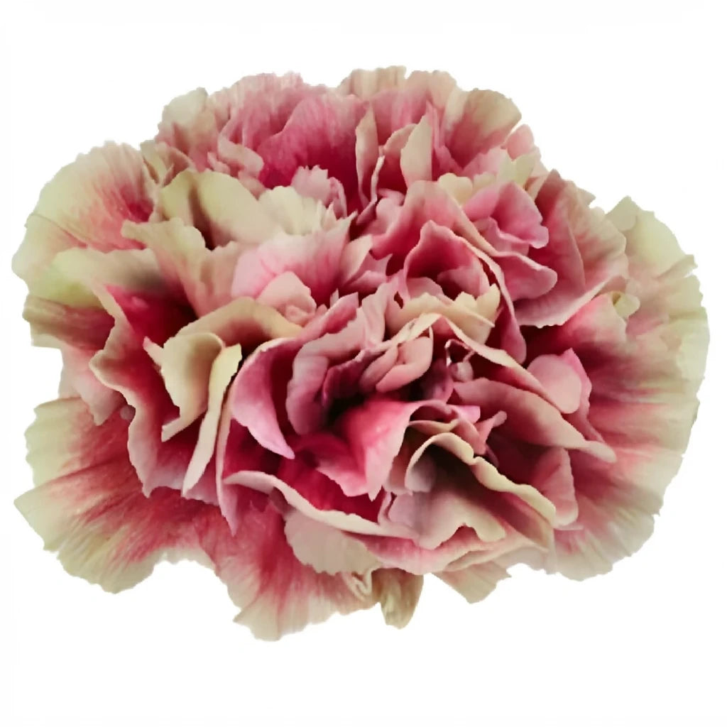 Antigua Carnations - alternative 1