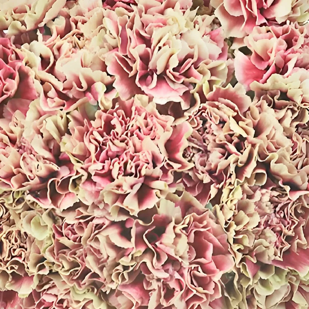 Antigua Carnations - main