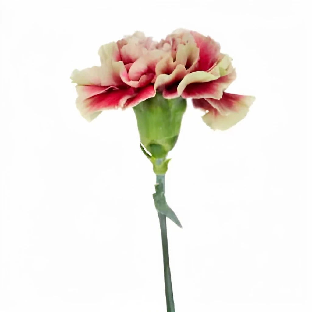 Antigua Carnations - alternative 2