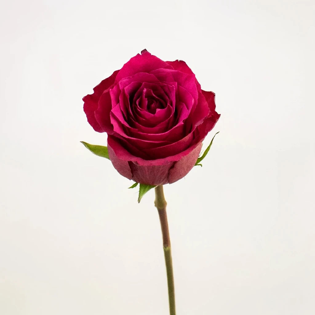 Merlot Roses Standard - alternative 3