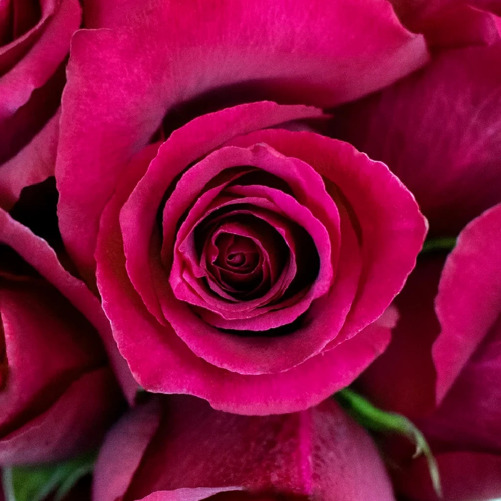 Merlot Roses Standard - main