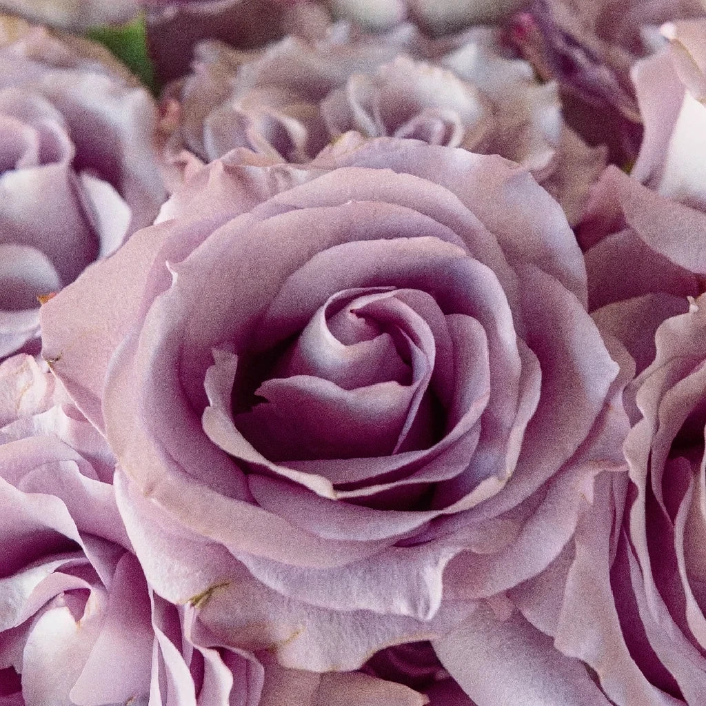 Mignon Roses Standard - main