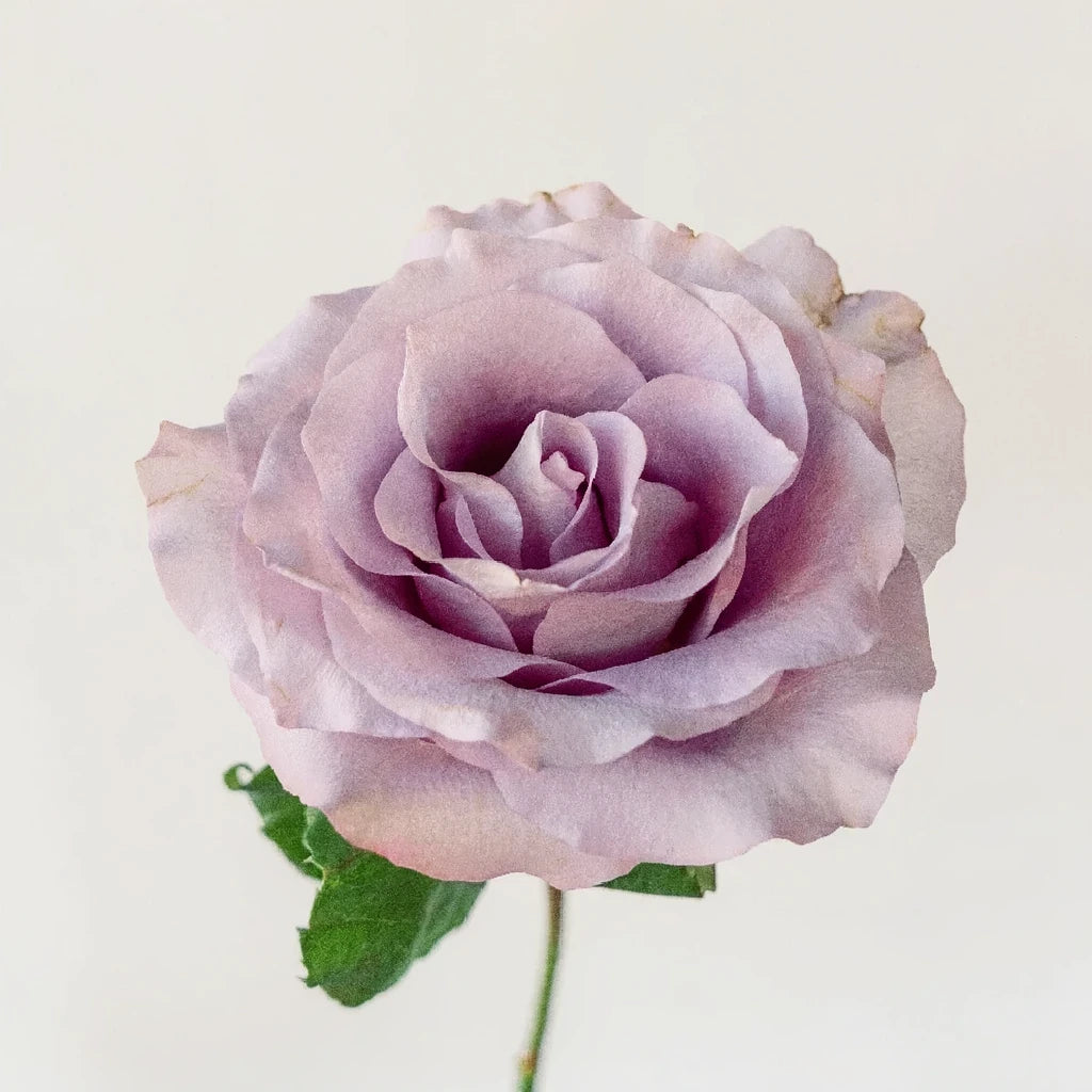 Mignon Roses Standard - alternative 1